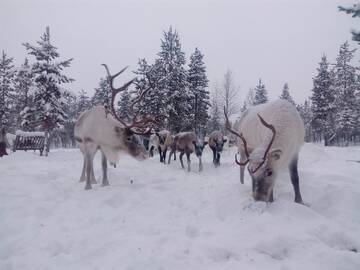 Фото Дома для отпуска Revontulen Tupa г. Кааманен 3